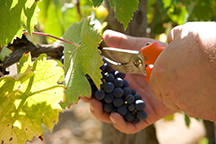 Weinlese
