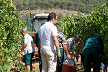 Weinlese